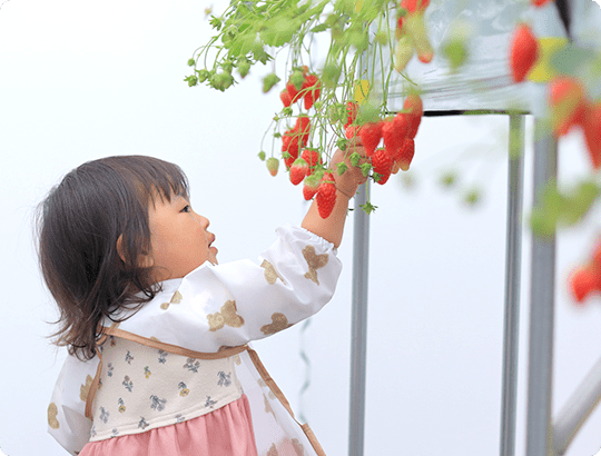 広いビニールハウスで楽しめるいちご狩り